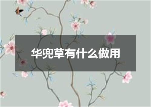 华兜草有什么做用