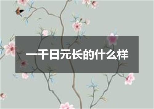 一千日元长的什么样