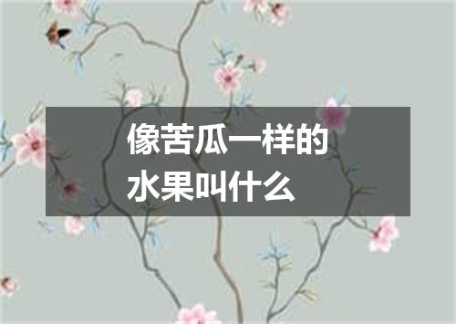 像苦瓜一样的水果叫什么