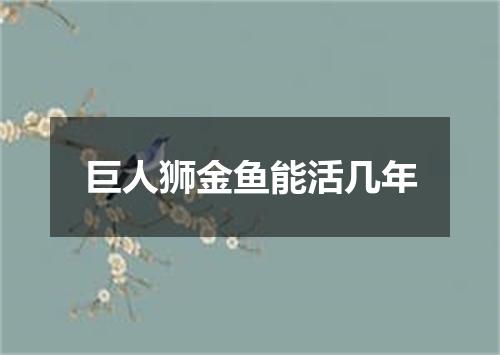 巨人狮金鱼能活几年