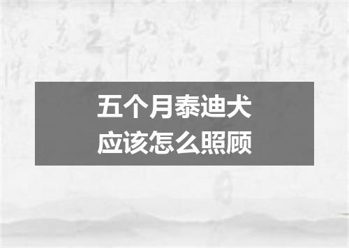 五个月泰迪犬应该怎么照顾