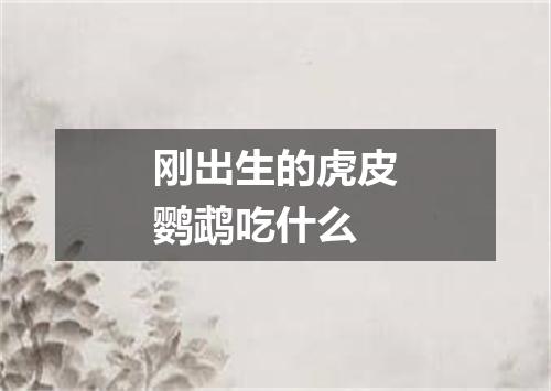 刚出生的虎皮鹦鹉吃什么