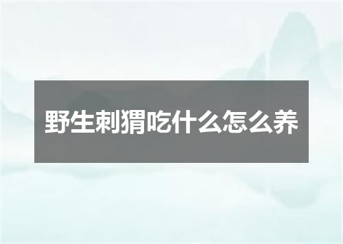 野生刺猬吃什么怎么养