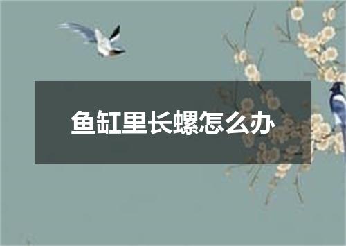 鱼缸里长螺怎么办