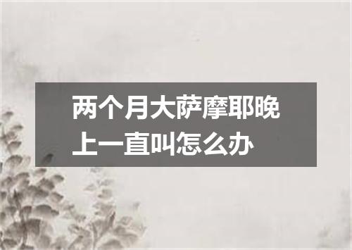 两个月大萨摩耶晚上一直叫怎么办