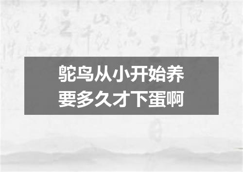 鸵鸟从小开始养要多久才下蛋啊