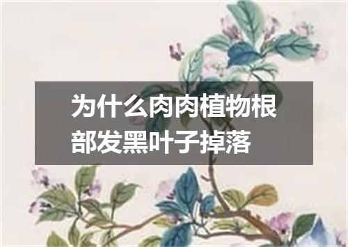 为什么肉肉植物根部发黑叶子掉落