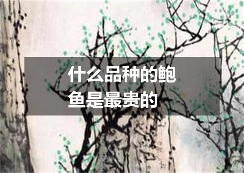 什么品种的鲍鱼是最贵的