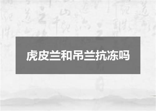 虎皮兰和吊兰抗冻吗
