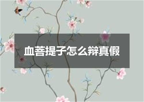 血菩提子怎么辩真假