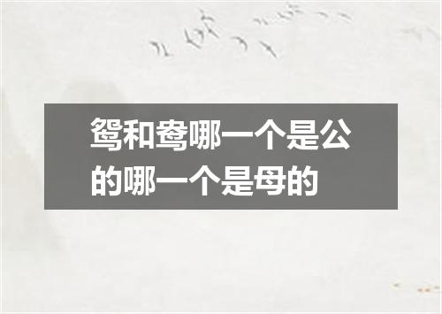 鸳和鸯哪一个是公的哪一个是母的