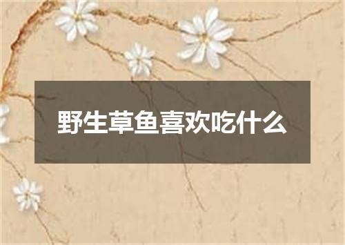 野生草鱼喜欢吃什么