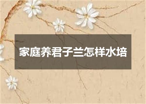 家庭养君子兰怎样水培