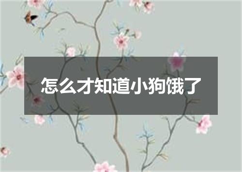 怎么才知道小狗饿了