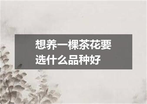 想养一棵茶花要选什么品种好