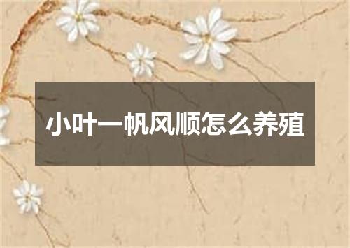 小叶一帆风顺怎么养殖