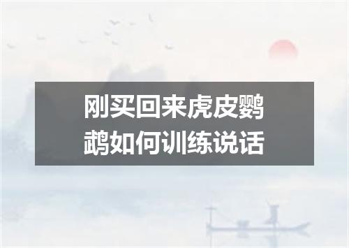 刚买回来虎皮鹦鹉如何训练说话