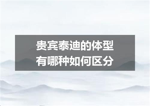贵宾泰迪的体型有哪种如何区分