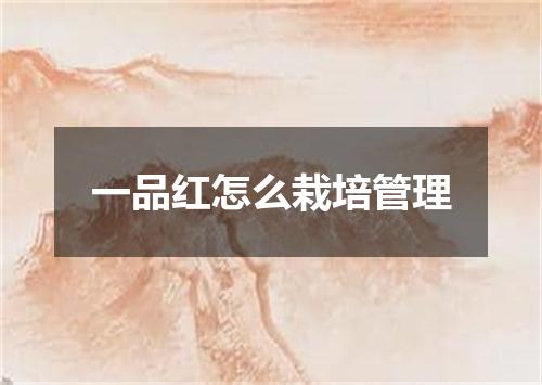一品红怎么栽培管理