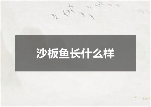 沙板鱼长什么样