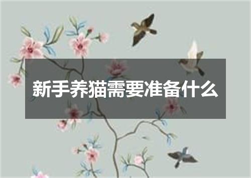 新手养猫需要准备什么