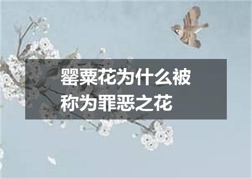 罂粟花为什么被称为罪恶之花