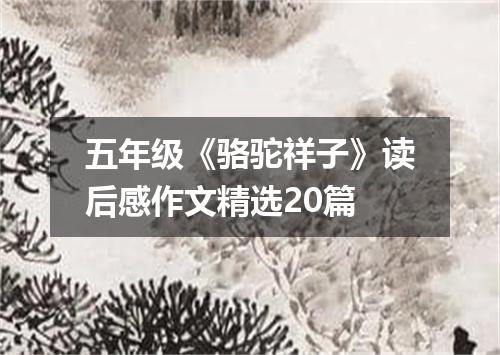五年级《骆驼祥子》读后感作文精选20篇