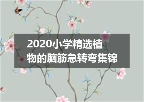 2020小学精选植物的脑筋急转弯集锦