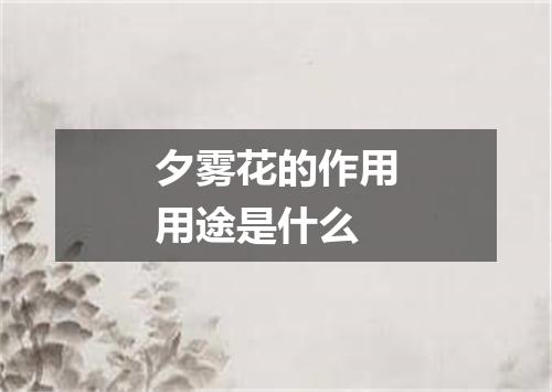 夕雾花的作用用途是什么