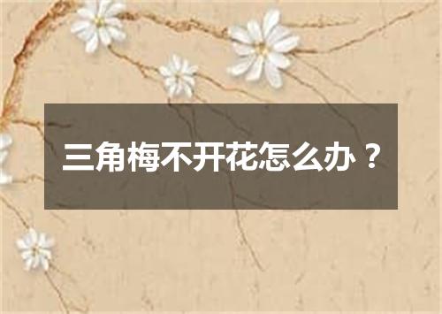 三角梅不开花怎么办？
