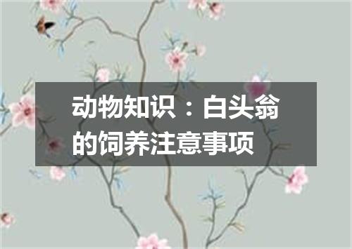动物知识：白头翁的饲养注意事项