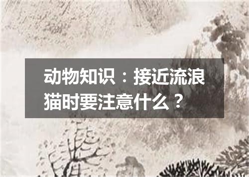 动物知识：接近流浪猫时要注意什么？