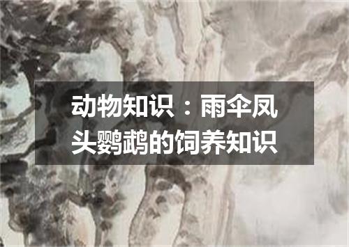 动物知识：雨伞凤头鹦鹉的饲养知识