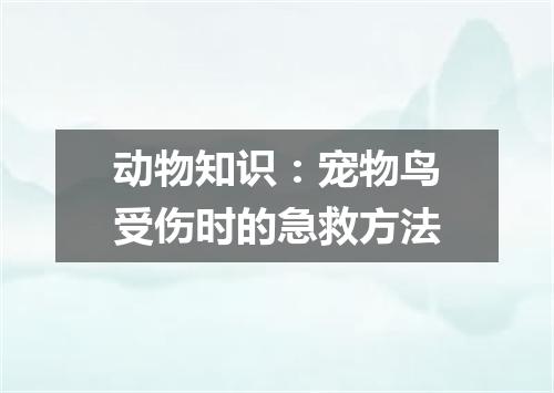 动物知识：宠物鸟受伤时的急救方法
