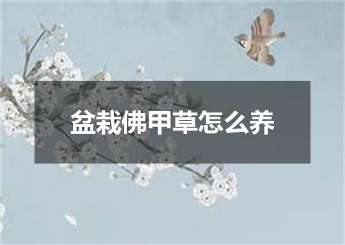 盆栽佛甲草怎么养