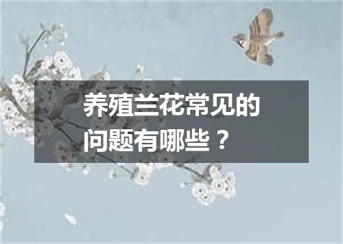 养殖兰花常见的问题有哪些？