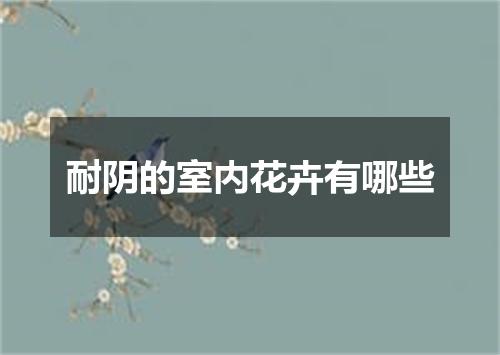 耐阴的室内花卉有哪些