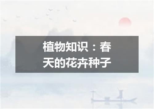 植物知识：春天的花卉种子