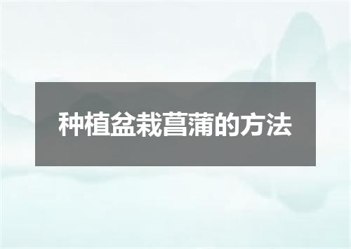 种植盆栽菖蒲的方法