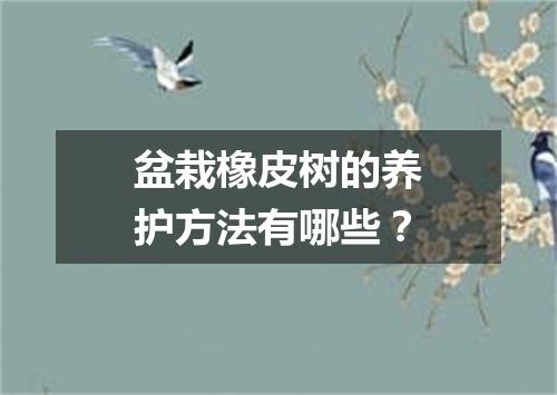 盆栽橡皮树的养护方法有哪些？