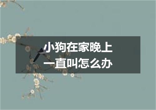 小狗在家晚上一直叫怎么办