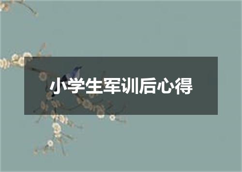 小学生军训后心得