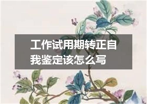 工作试用期转正自我鉴定该怎么写