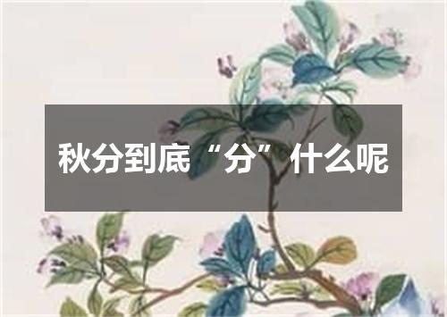 秋分到底“分”什么呢