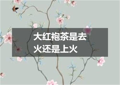 大红袍茶是去火还是上火