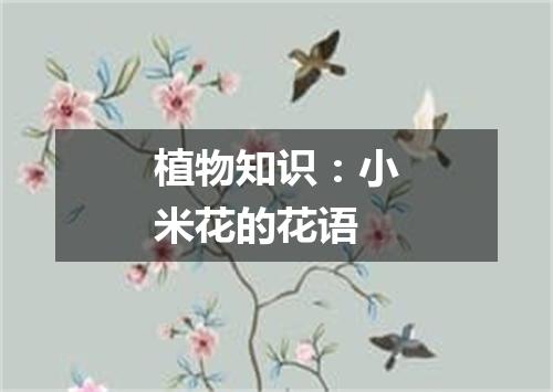植物知识：小米花的花语