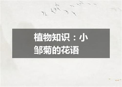 植物知识：小邹菊的花语