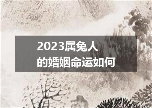 2023属兔人的婚姻命运如何