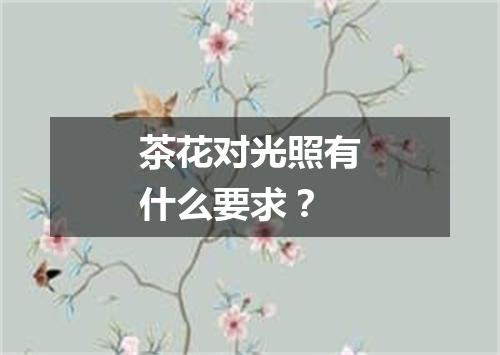 茶花对光照有什么要求？