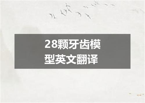 28颗牙齿模型英文翻译